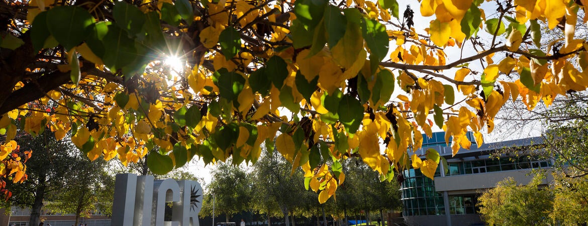 Fall Colors
